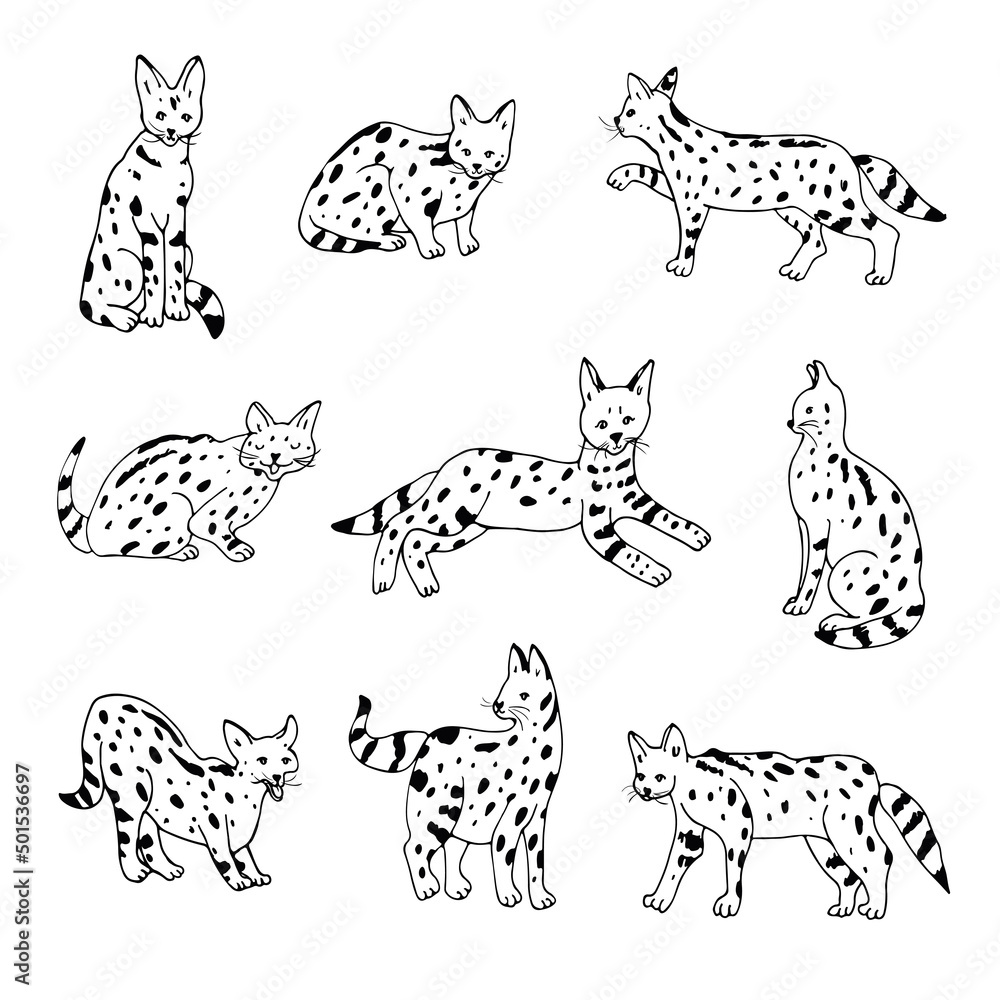 Obraz premium Serval wild african cat vector illustrations set