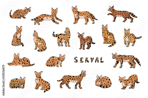 Fototapeta Naklejka Na Ścianę i Meble -  Serval wild african cat vector illustrations set