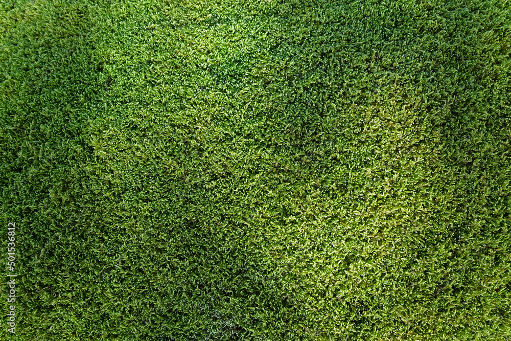 Obraz premium green moss background