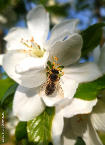 Bee Collecting Honey from Flowers in Spring