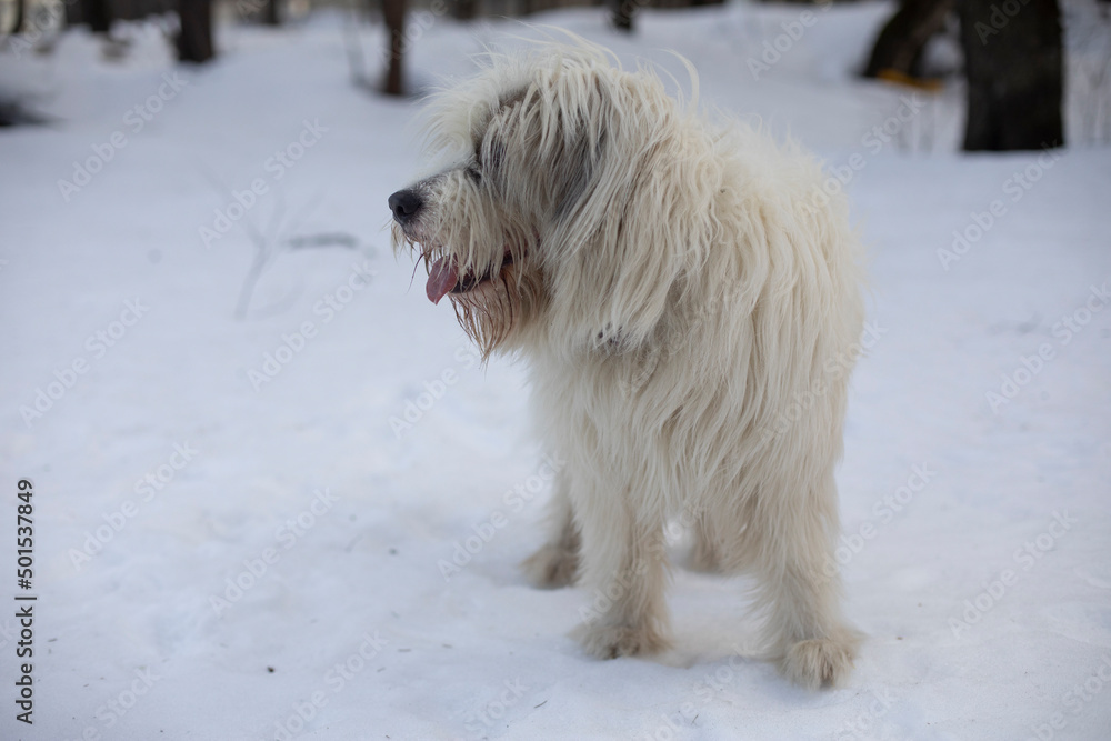 Dog is outside in winter. White coat of dog.