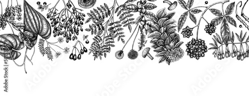 Adaptogenic plants background. Hand-sketched medicinal herbs, weeds, berries, leaves banner design. Perfect for brands, label, packaging. Hand sketched adaptogens outlines. Botanical illustrations.