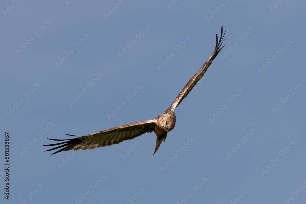 Western marsh harrier, Circus aeruginosus, glides in the sky in search of prey, hunting rodents and fish, large bird of prey, wide wings, long feathers, sharp beak Western marsh harrier, Circus aeruginosus, glides in the sky in search of prey, hunting rodents and fish, large bird of prey, wide wings, long feathers, sharp beak
