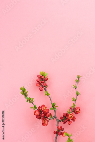 Canvastavla Spring  Chaenomeles japonica (Japanese quince or Maule's quince) flowers on pink