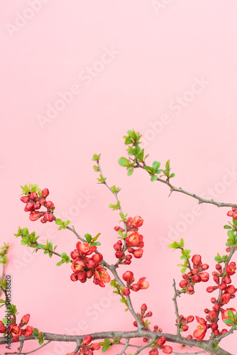 Fotografiet Spring  Chaenomeles japonica (Japanese quince or Maule's quince) flowers on pink