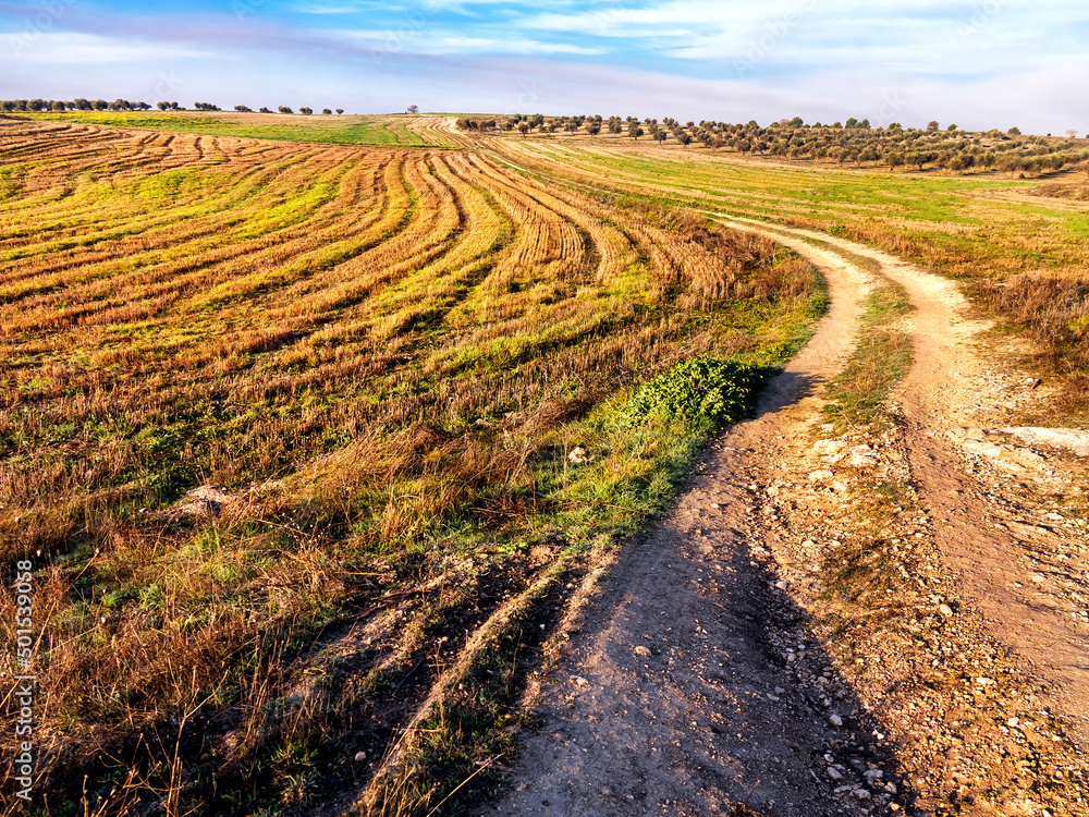 Camino hacia el olivar en Pinto. Madrid. España. Camino hacia el olivar en Pinto. Madrid. España.