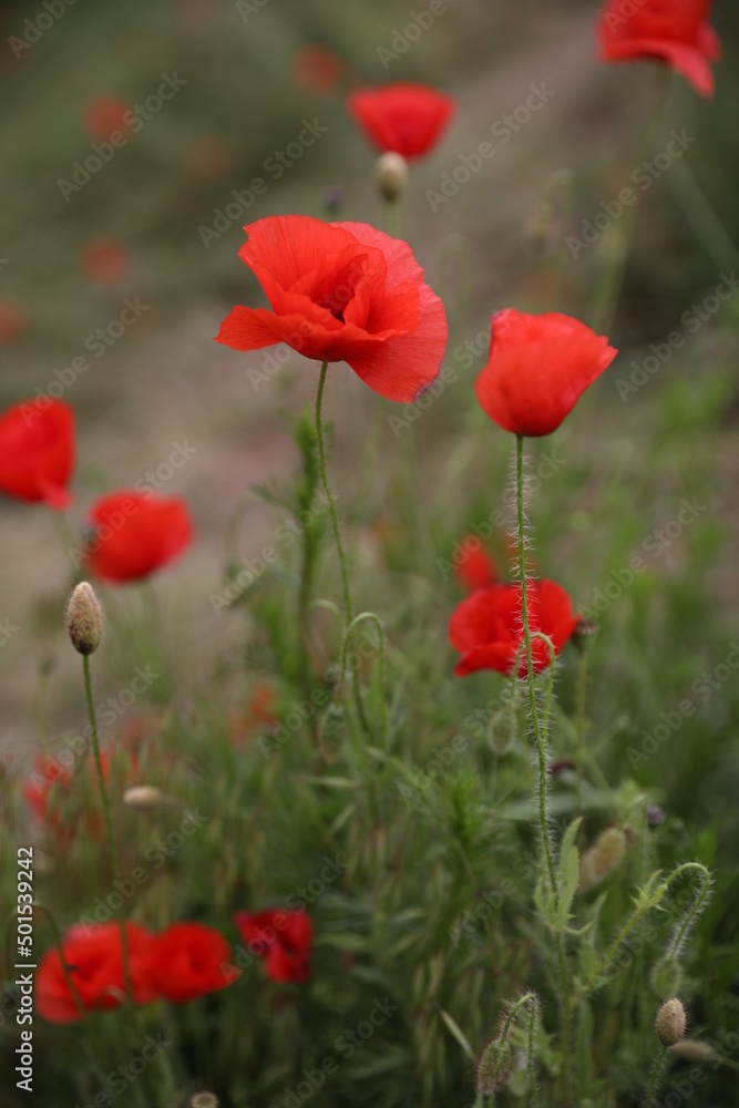 red poppy flowers