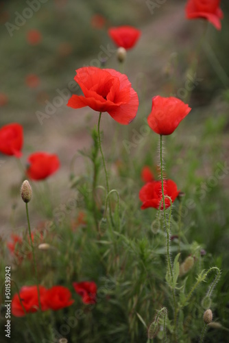 red poppy flowers © Elizabeth