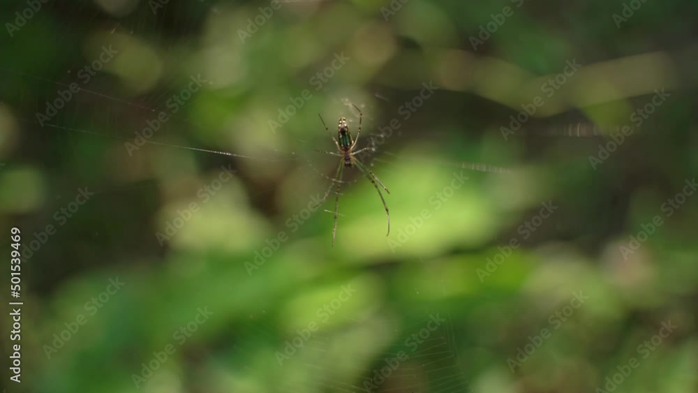 A spider weaves a web and sits on it waiting for prey. A spider weaves a web and sits on it waiting for prey.