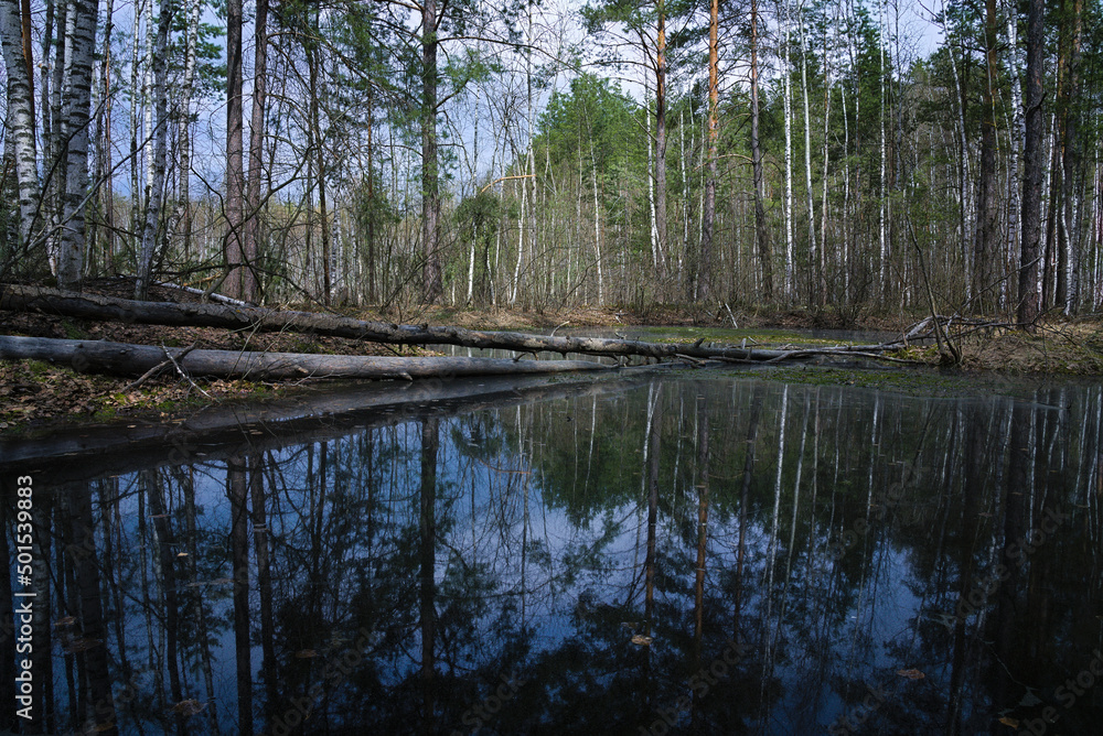 Landscape with a lake in a spring forest. Fallen trees over a forest lake. A forest swamp with dark water and fallen tree trunks.
