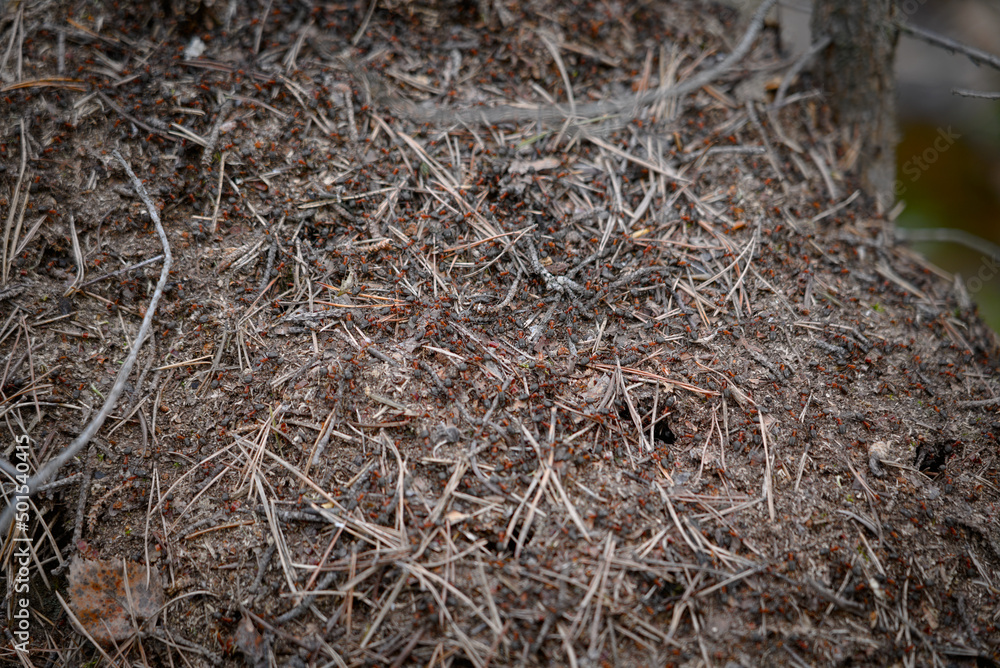 Ants on a large forest anthill. Forest orange ants are swarming on their anthill among dry coniferous needles. The nature of the forest.
