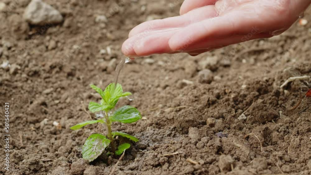 Girl's hand waters a small seedling in the ground Girl's hand waters a small seedling in the ground