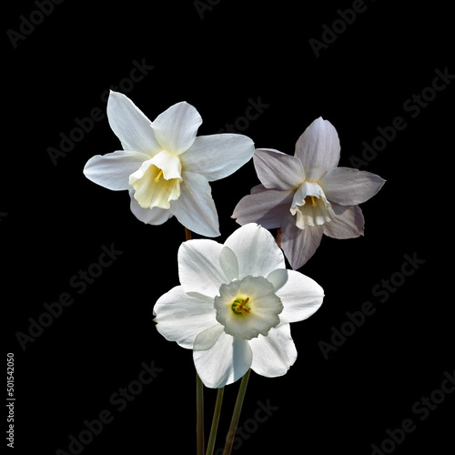White daffodil or narcissus flowers isolated on black background. White and yellow spring flower.