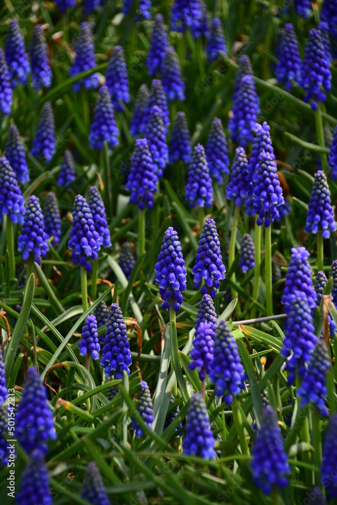 Mouse hyacinth, or Muscari lat. Muscari. Beautiful dark blue flowers in a flower bed. Mouse hyacinth, or Muscari lat. Muscari. Beautiful dark blue flowers in a flower bed.