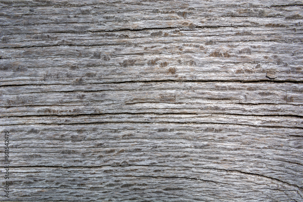 Naklejka premium Gray wooden textured plank with cracks for design. Copy space for text