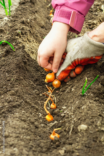 Gardening conceptual background. Children's and woman's hands planting little onions in to the soil