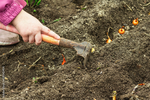 Wallpaper Mural Gardening conceptual background. Children's hands planting little onions in to the soil. Spring season Torontodigital.ca