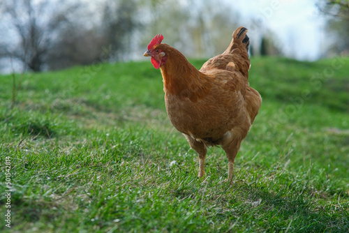 A red hen is grazing in the tyrsa. Raising poultry.