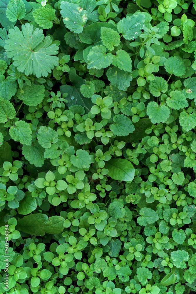 Top view of green plants and leaves after rain. Background. Top view of green plants and leaves after rain. Background.