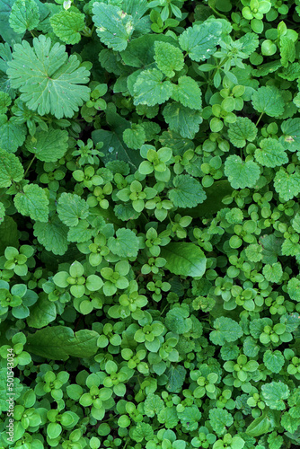 Top view of green plants and leaves after rain. Background.