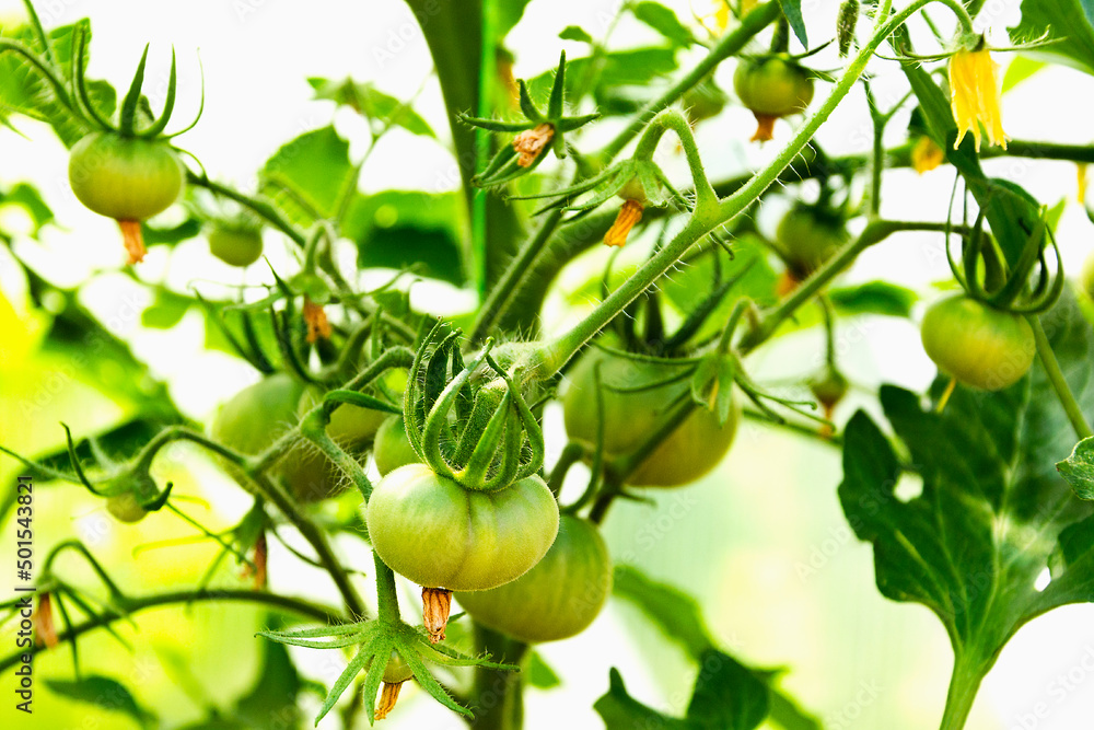 Tomato flowers and green fruits on the plant Tomato flowers and green fruits on the plant