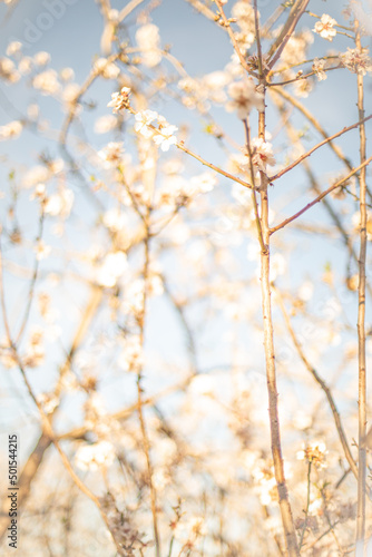 Spring warm day in the almond orchard © Irina