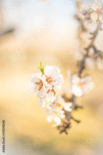 Spring warm day in the almond orchard