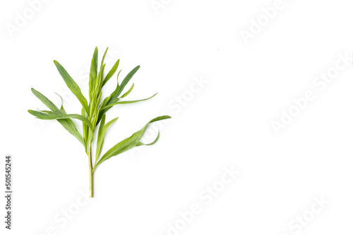 Top view of Tarragon or estragon green leaves isolated on white background with copy space for text.