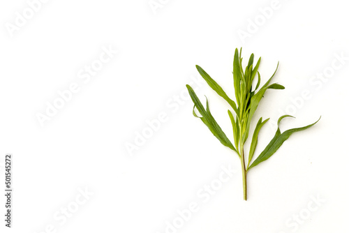 Top view of Tarragon or estragon green leaves isolated on white background with copy space for text.
