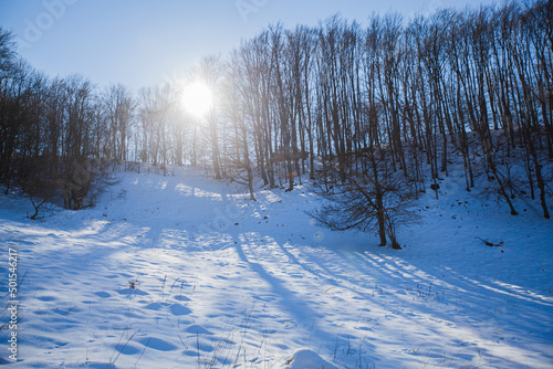 Sunlight Shining Through Winter Snowy Forest At Sunset. Nature Landscape. Shadows Of Trees On Snow Ground. It beautiful Winters' Day. Winter wonderland. 