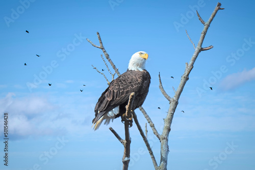 Fotografi An American Bald Eagle (Haliaeetus leucocephalus), is perched on top of a tree with crows and clouds in the background