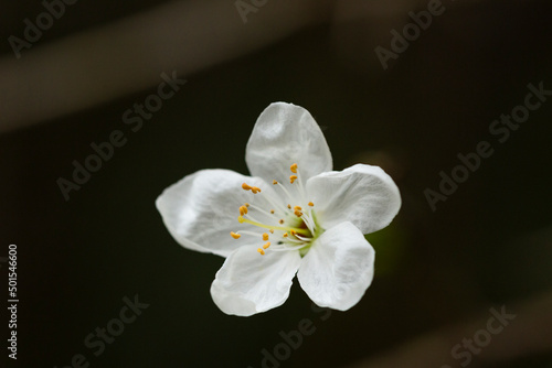 Springtime  close-up White cherry blossoms  spring flower background