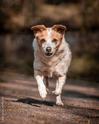 s    er rennender Jack Russell Terrier Hund