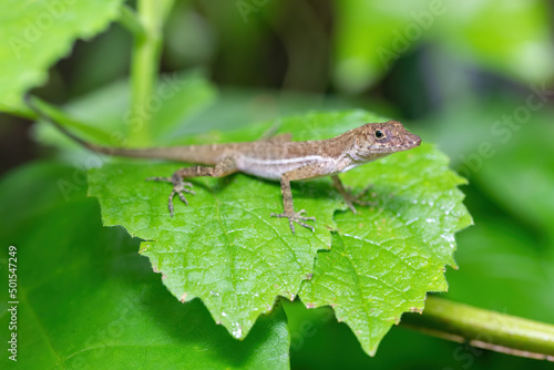 Small endemic forest lizard Anolis polylepis, the many-scaled anole or Golfo-Dulce anole, Quepos Costa Rica wildlife photo