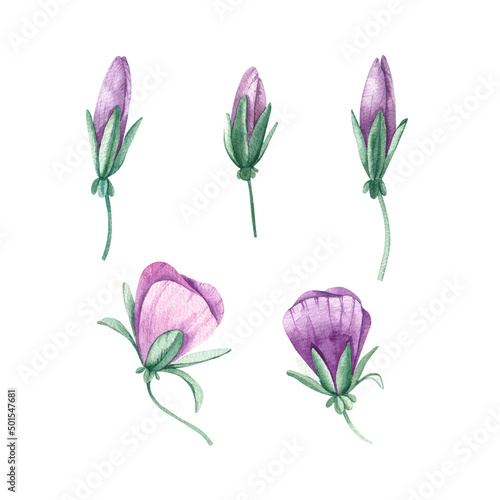 Watercolor set of pansies flowers on a white background