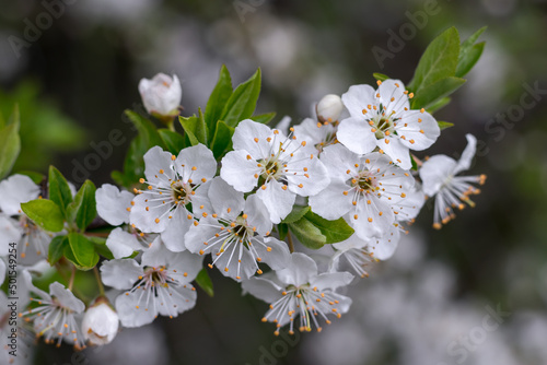 Beautiful white flowers on a cherry tree branch against a blurred garden. Macro photography. Nature background.