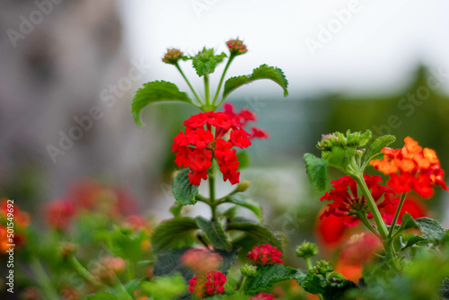 flores plantadas al aire libre