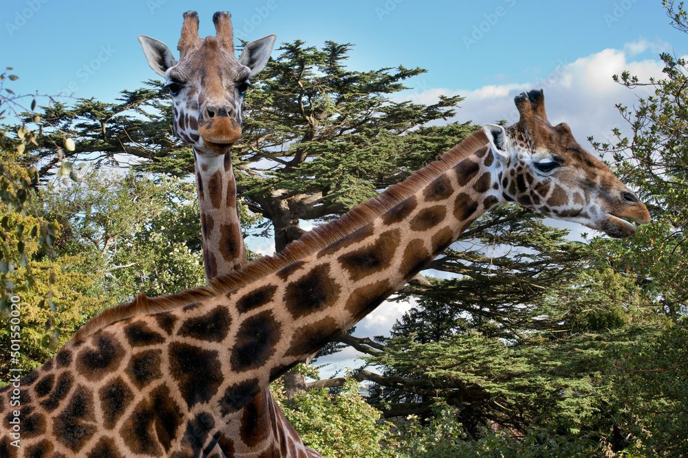 The giraffe is a tall African hoofed mammal belonging to the genus   is the tallest living terrestrial animal on  giraffe's  chief characteristics are its extremely long neck and legs Stock