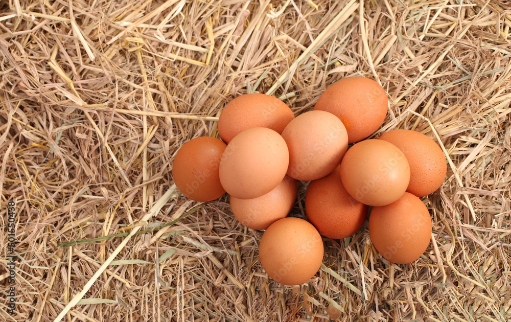 Many white duck or hen eggs together in group as background. Farm clean egg is good for health as high protein on dried rice straw as nature and organic eggs. Many white duck or hen eggs together in group as background. Farm clean egg is good for health as high protein on dried rice straw as nature and organic eggs.