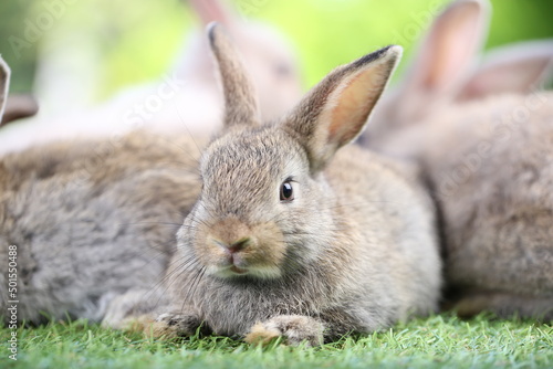 Cute little rabbit on green grass with natural bokeh as background during spring. Young adorable bunny playing in garden. Lovrely pet at park © soultkd