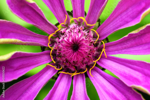 Close-up purple zinnia flower. Spring and summer background