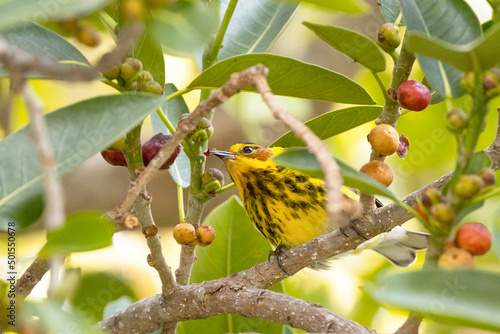 Cape May warbler (Setophaga tigrina) in Sarasota, Florida during spring 2022 photo