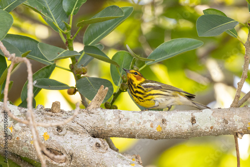 Cape May warbler (Setophaga tigrina) in Sarasota, Florida during spring 2022 photo