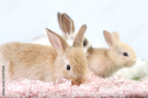 Cute little rabbit on green grass with natural bokeh as background during spring. Young adorable bunny playing on fluffy pink cloth as baby bunnly pet in studio.