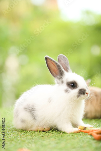 Cute little rabbit on green grass with natural bokeh as background during spring. Young adorable bunny playing in garden. Lovely pet at park in spring.