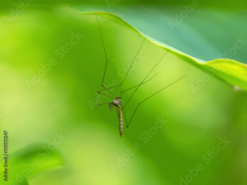 Look like mosquito on leaf- dangerous vehicle of infection. Macro shot