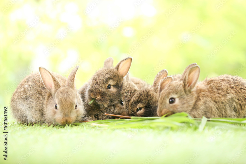 Cute little rabbit on green grass with natural bokeh as background during spring. Young adorable bunny playing in garden. Lovely pet at park in spring. Cute little rabbit on green grass with natural bokeh as background during spring. Young adorable bunny playing in garden. Lovely pet at park in spring.