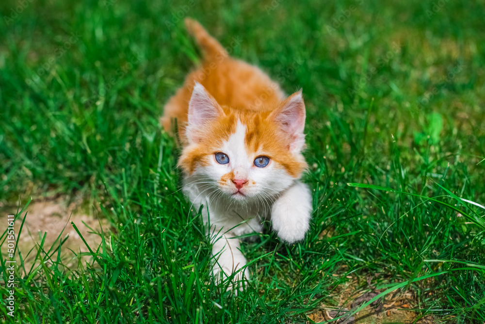 Beautiful little red kitten with blue eyes on grass area. Portrait of tabby cat. Street cat and lifestyle concept. Cat looking the camera.