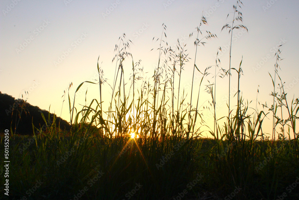 Foto tirada do por do sol entre as aveias, interior de Salto do Lontra - PR, 17 de abril de 2022