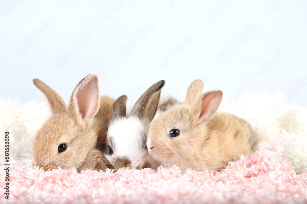 Cute little rabbit on green grass with natural bokeh as background during spring. Young adorable bunny playing on fluffy pink cloth as baby bunnly pet in studio. Cute little rabbit on green grass with natural bokeh as background during spring. Young adorable bunny playing on fluffy pink cloth as baby bunnly pet in studio.